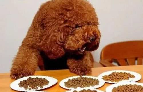 正确存放犬粮,你真的会吗?这个东西千万别扔