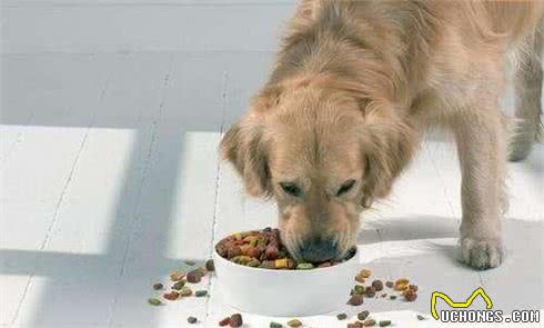 正确存放犬粮,你真的会吗?这个东西千万别扔