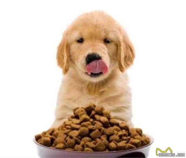 正确存放犬粮,你真的会吗?这个东西千万别扔