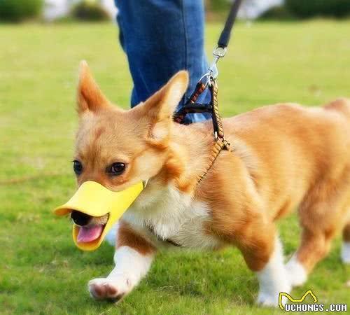 正确存放犬粮,你真的会吗?这个东西千万别扔