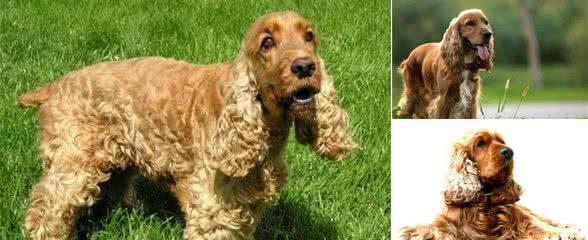 带你走近可卡犬！