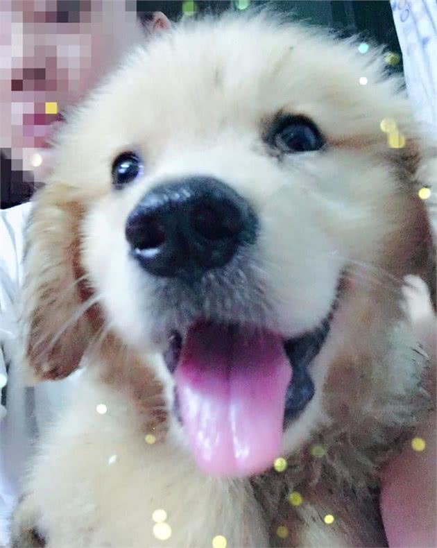 养狗小常识：2个月金毛犬贫血了，喂牛奶能够么？