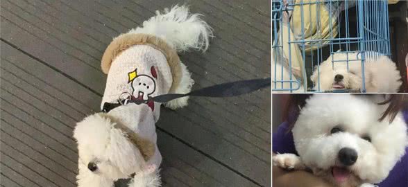 犬粮怎么选择看这里