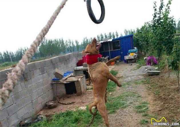 战犬界的常胜将军比特犬到底有多厉害？宠主你就偷着乐吧