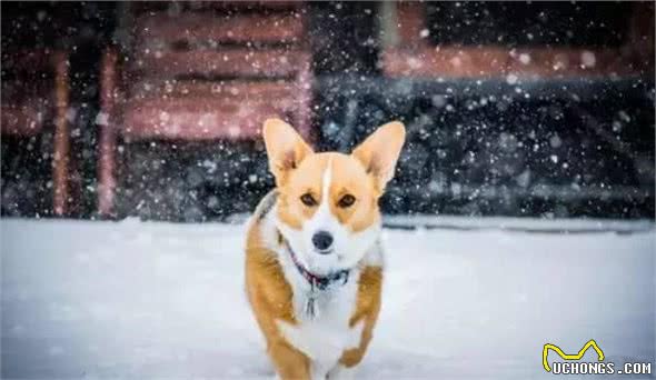 据说养柯基犬的人都逃不过这八大魔咒，喜欢柯基犬的朋友们点进来