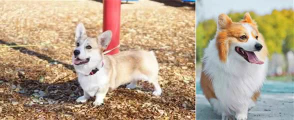 据说养柯基犬的人都逃不过这八大魔咒，喜欢柯基犬的朋友们点进来