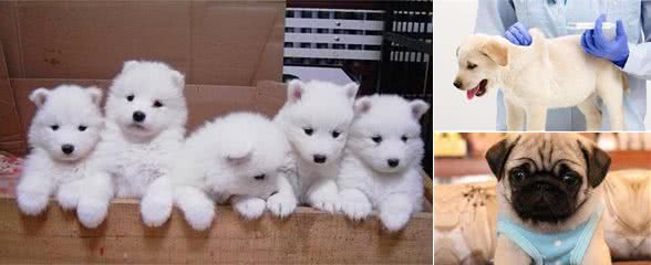 饲养幼犬,主人就要做好这5方面的事情,不然非常难健康长大