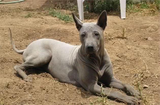 混迹在猛犬身边的军师，来自东南亚的土佐犬，人称东南亚刀疤犬