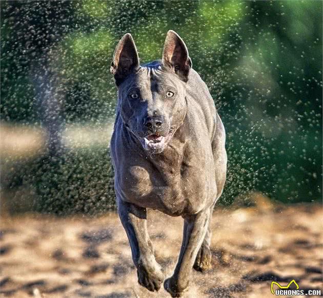 混迹在猛犬身边的军师，来自东南亚的土佐犬，人称东南亚刀疤犬