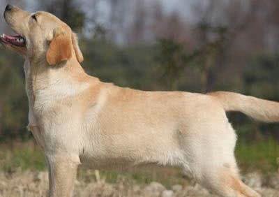 拉布拉多犬好养吗它是一完全的自然品种