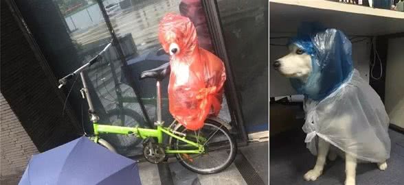 主人给狗狗亲手制作雨衣，很有爱可是太奇葩了！狗：求放过！