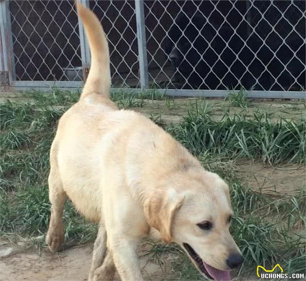 世界上赫赫有名的猎犬，大家快来看看，你认识几条？