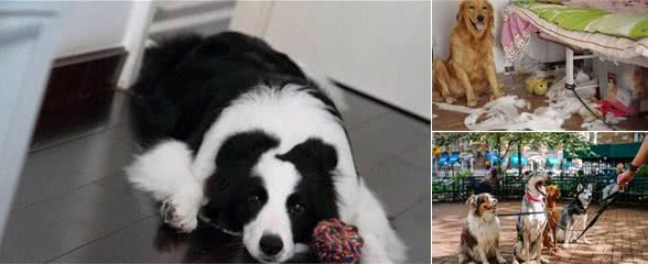 饲养“狗狗”过程当中，有5件事，主人千万不可做