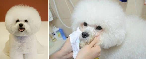 饲养比熊犬做到这5点，就是对它最好的爱