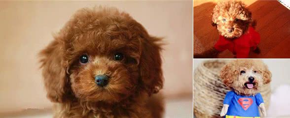 成年泰迪犬的智商相当于3～6岁的小孩子，在狗狗里面排第二！
