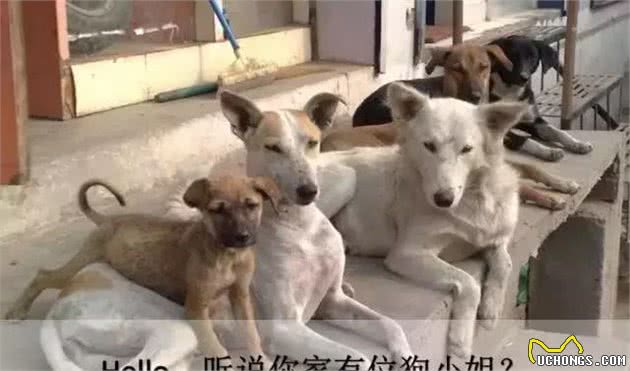 狗狗绝育的利与弊