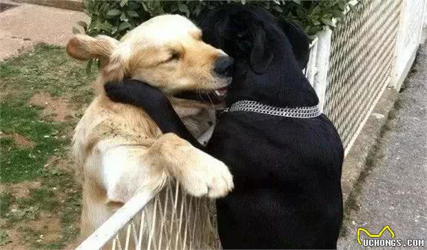 狗狗绝育的利与弊