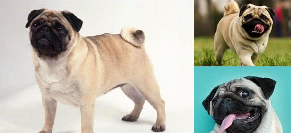 短毛大眼爱洁净的狗狗，巴哥犬的日常护理怎么做？