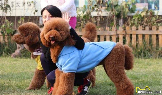 为串串狗正名！5种已经是独立品种的“串串狗”，你知道吗？