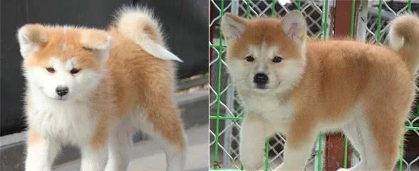 新手想养秋田犬—能够从哪几个方面做功课