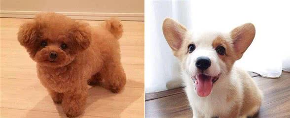 这些小型犬性格稳重不极度，十分适合家庭饲养，有你中意的吗？