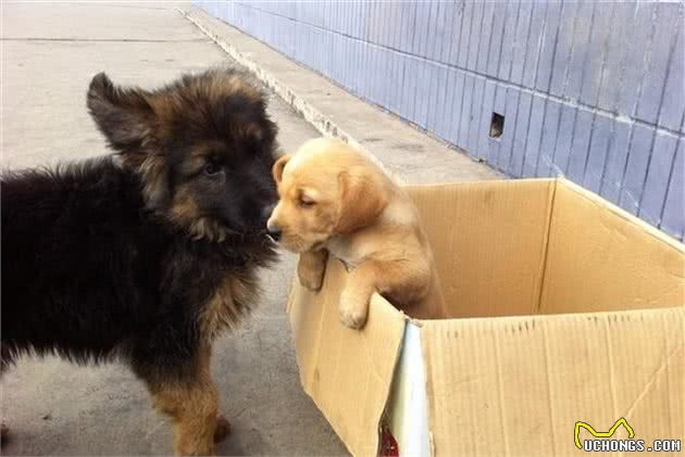 选狗也要百里挑一，训犬助理师教你怎么选狗