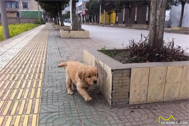 选狗也要百里挑一，训犬助理师教你怎么选狗