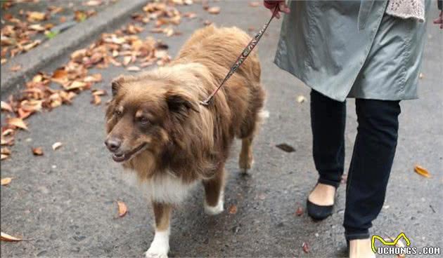 哈士奇犬一天要运动好几小时？通常就2小时，各品种狗狗运动量分析