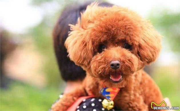 泰迪犬有八大优点，怪不得养过的人都说它好