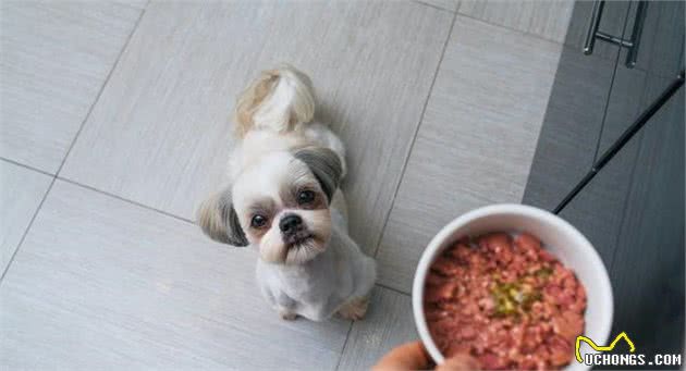 狗狗吃饭饥不择食？用慢食盆？别，这样会使狗狗变狂躁