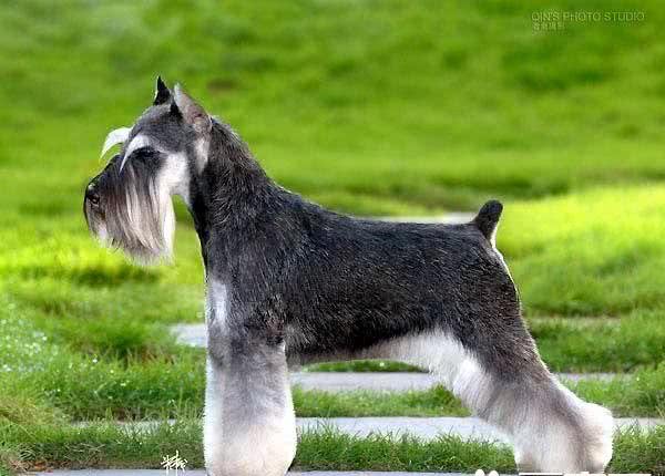 迷你雪纳瑞犬什么颜色好不同人喜欢的颜色也不同