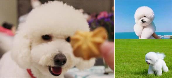 养比熊犬有什么好处？养过的人都知道，好处真的多