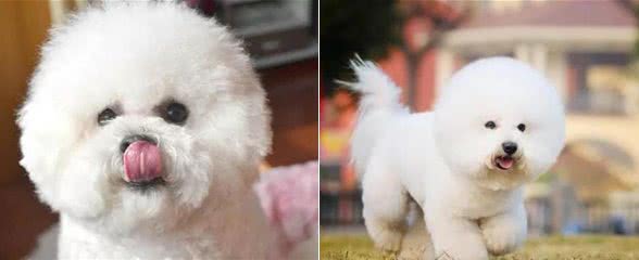 饲养比熊犬，最基本就是做好这5点，你做好了吗？
