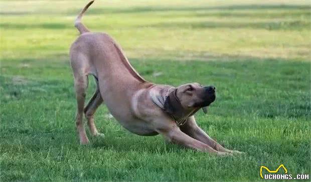 最合适霸气男生养的十大犬的品种！