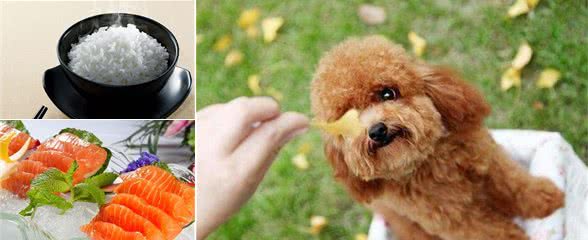 犬毛发不好？不放试试这5种美毛食材，一般家庭都有！