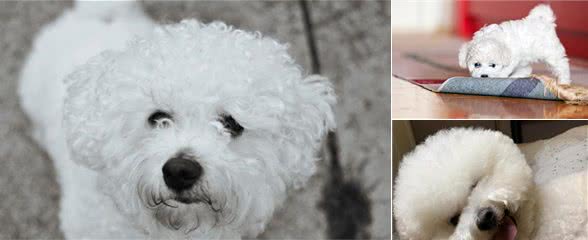 养“比熊犬”的六大好处，连我看了都有种养一只的冲动