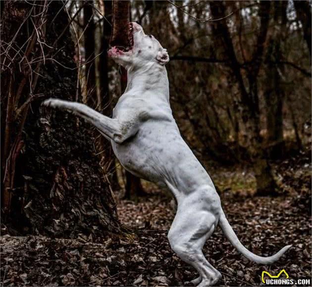 白色保镖杜高犬，恐惧威慑力，看家护院生人勿近