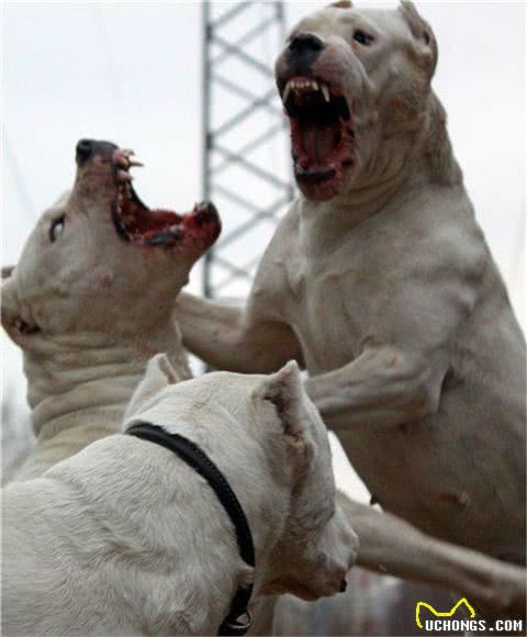 白色保镖杜高犬，恐惧威慑力，看家护院生人勿近