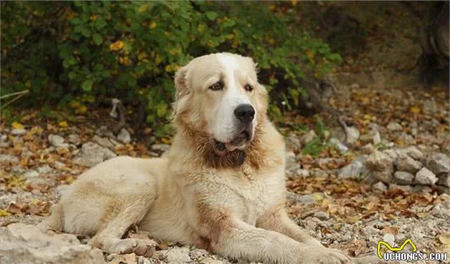 世界的大型犬清点，世界大型的狗，多数是凶猛不好驾驭