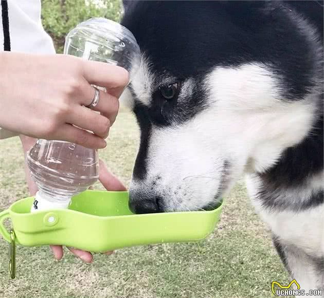 安爸教你夏天狗狗日常起居的注意事项