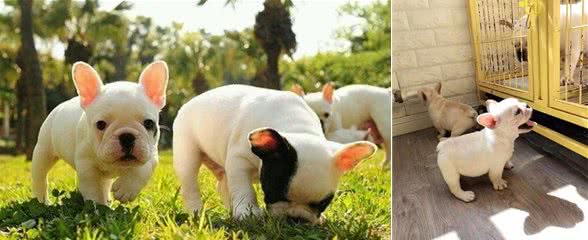 别再养法国斗牛犬了，法斗犬的这几个缺陷，谁养谁后悔