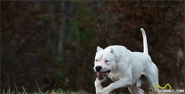 护卫犬要粗壮有震撼力，不战而屈人之兵，猎犬则需要流畅结构