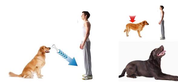 一个手势，让你秒变训犬师