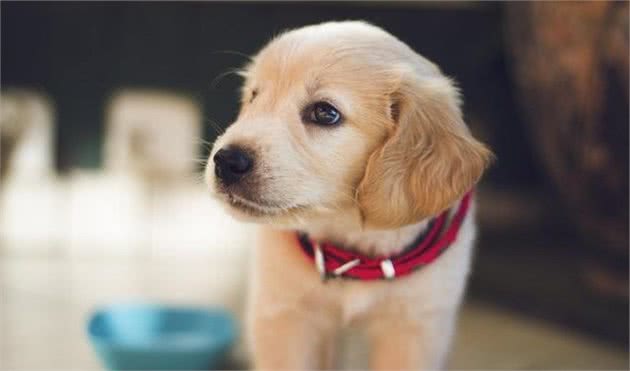 辟谣：幼犬吃得越多就长得越快？防止肠胃负担，科学喂食很重要