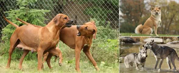 母犬生殖道功能异常的几种表现及应对措施