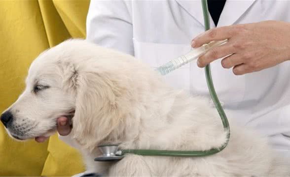 什么是犬细小病毒（CPV)