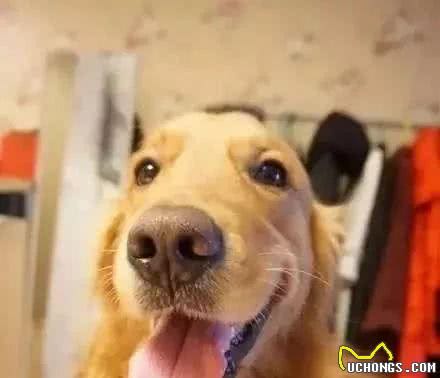 鱼的记忆只有7秒的话，那么狗狗的记忆是一生