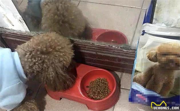 辟谣，米饭能替换犬粮成犬类主食？不能，犬消化淀粉存在缺陷