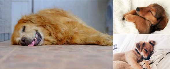 狗狗晚上睡不好？从以下2点来判别，睡眠不好问题可能很严重