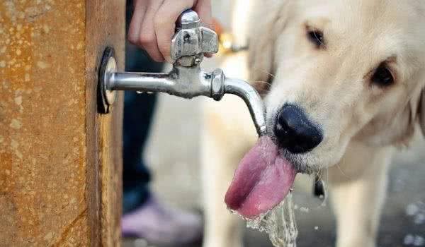 狗狗喝水把自己都喝没了:夏天喝水要注意，六步解析水的秘密